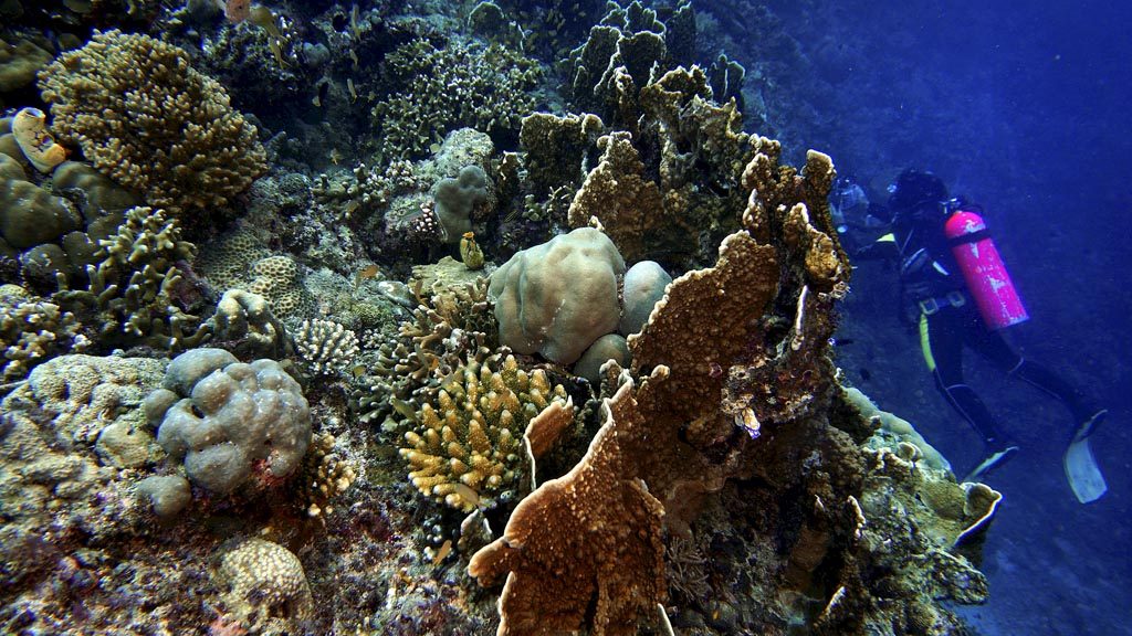 Kondisi terumbu karang di salah satu sudut titik selam Bhayangkari, Desa Barat Lembongan, Kabupaten Kepulauan Selayar, Sulawesi Selatan, Selasa (24/10/2017).