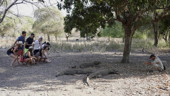  Komodo yang ditemui di Kawasan Taman Nasional Komodo.