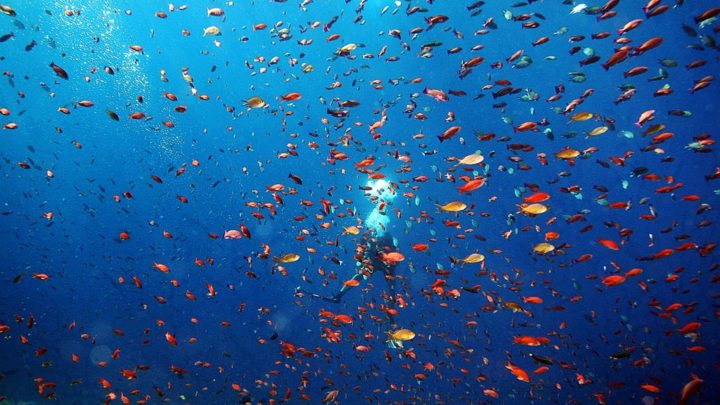 Kerumunan ikan tersebar di titik penyelaman Batu Bolong, Kawasan Taman Nasional Pulau Komodo, Manggarai Barat, saat tim Ekspedisi Terumbu Karang Kompas melakukan penyelaman, Rabu (30/8).